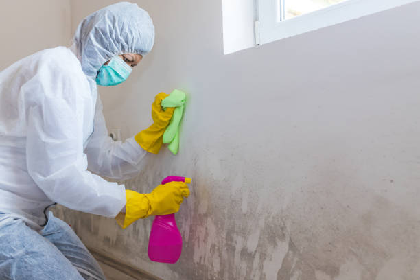 Best Mold Removal for HVAC Installations  in Robstown, TX